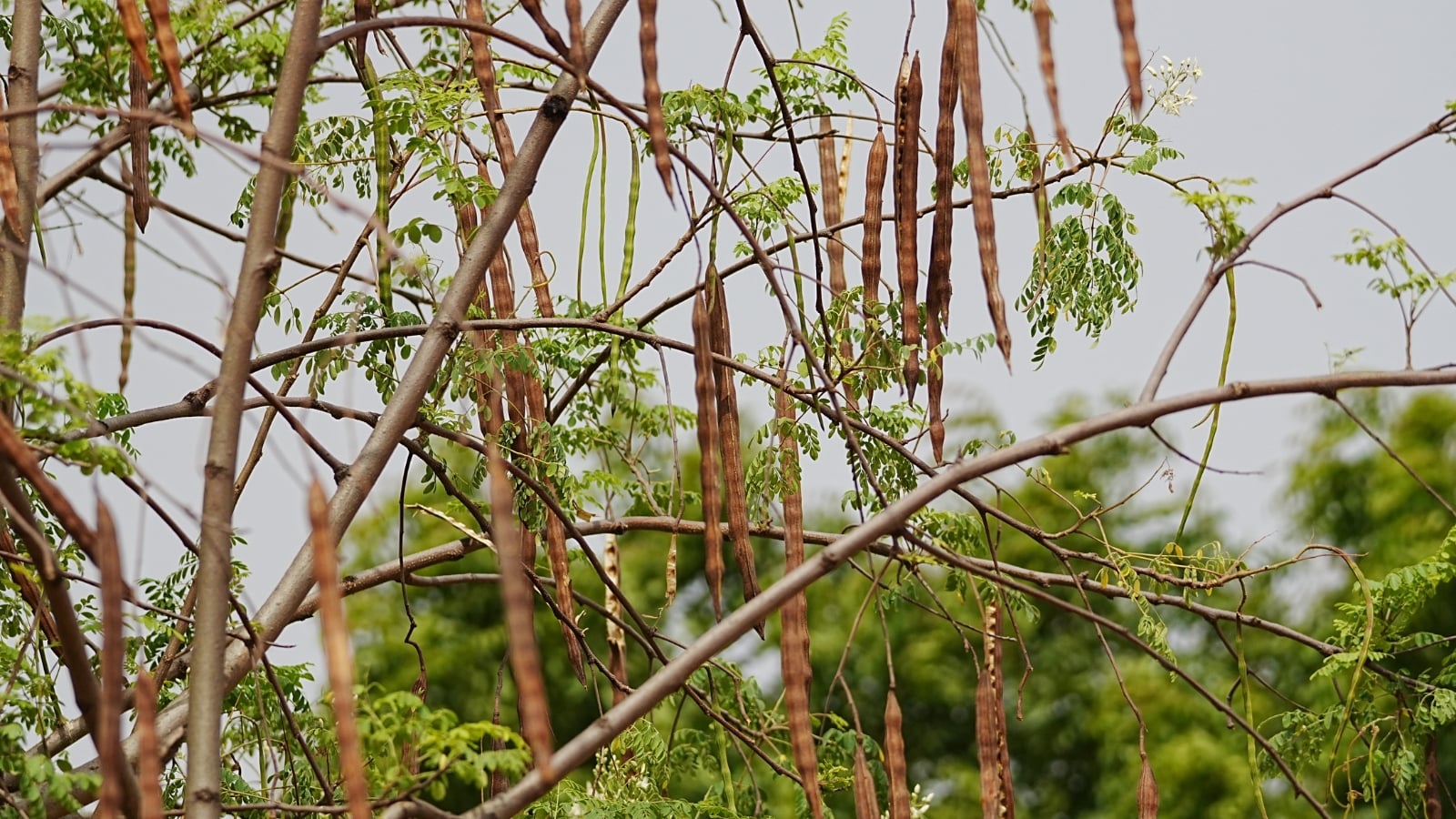 Moringa drumstick pods on the tree — rich in Vitamin C and unique phytonutrients